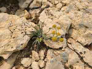 American thorow wax(Bupleurum americanum)