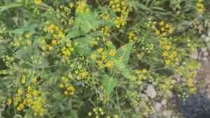 Chinese thoroughwax(Bupleurum chinense)