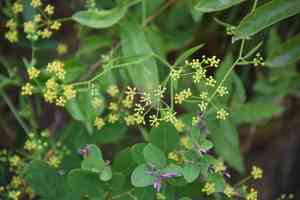 Chinese thoroughwax(Bupleurum chinense)