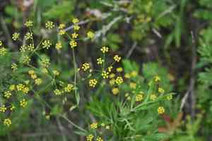 Chinese thoroughwax(Bupleurum chinense)