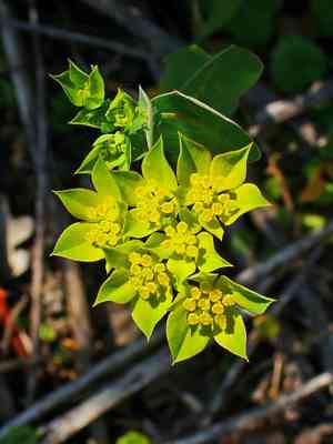 Lanceleaf thorow wax(Bupleurum lancifolium)