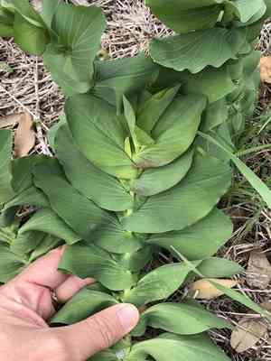Green Gold(Bupleurum rotundifolium)