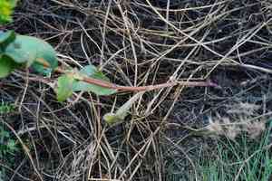 Green Gold(Bupleurum rotundifolium)