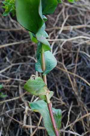 Green Gold(Bupleurum rotundifolium)