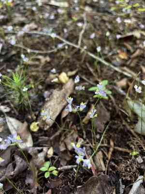 Northern bluethread(Burmannia biflora)