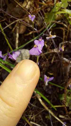 Northern bluethread(Burmannia biflora)