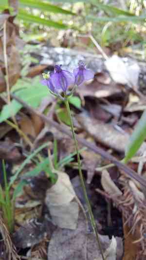 Northern bluethread(Burmannia biflora)