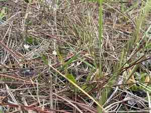 Southern bluethread(Burmannia capitata)