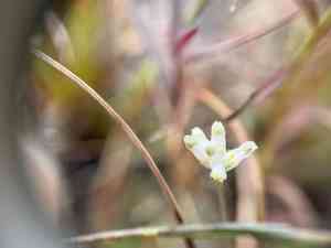 Southern bluethread(Burmannia capitata)