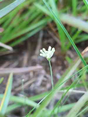 Southern bluethread(Burmannia capitata)