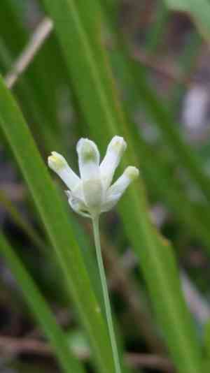 Southern bluethread(Burmannia capitata)