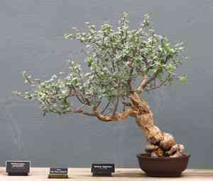Torchwood copal(Bursera fagaroides)