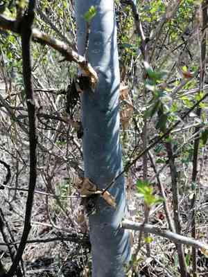 Torchwood copal(Bursera fagaroides)