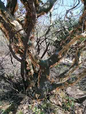 Torchwood copal(Bursera fagaroides)