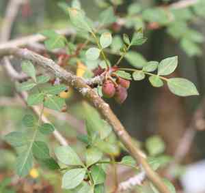 Torchwood copal(Bursera fagaroides)