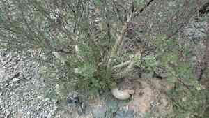 Elephant tree(Bursera microphylla)