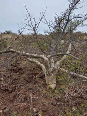 Elephant tree(Bursera microphylla)