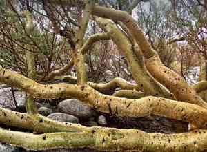 Elephant tree(Bursera microphylla)