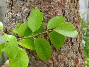 Gumbo limbo(Bursera simaruba)