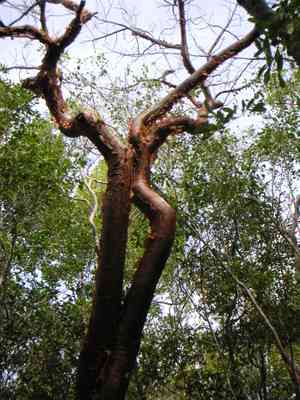 Gumbo limbo(Bursera simaruba)