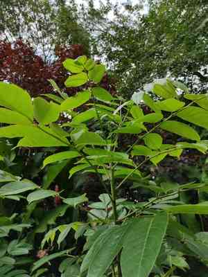 Gumbo limbo(Bursera simaruba)