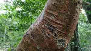 Gumbo limbo(Bursera simaruba)
