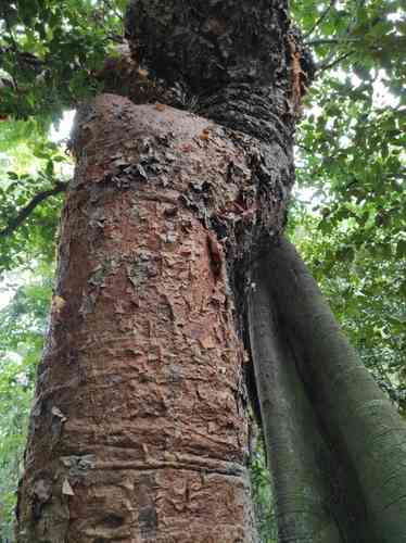 Gumbo limbo(Bursera simaruba)