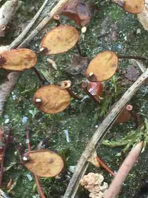 Buxbaumia moss(Buxbaumia aphylla)