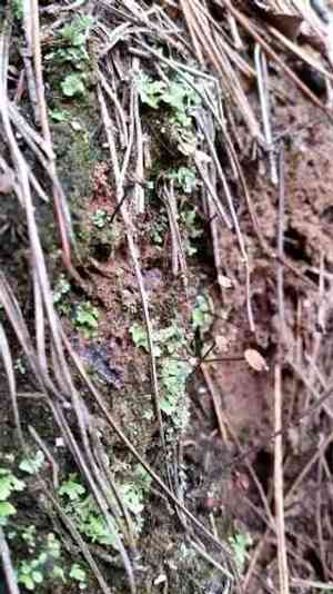 Buxbaumia moss(Buxbaumia aphylla)