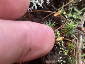 Buxbaumia moss(Buxbaumia aphylla)