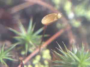 Buxbaumia moss(Buxbaumia aphylla)