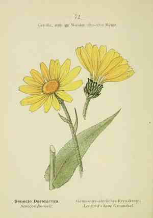 Chinese box(Buxus sinica)