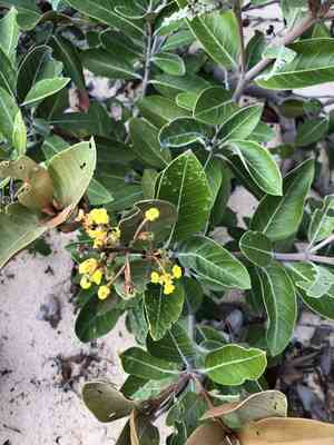 Maricao cimun(Byrsonima crassifolia)