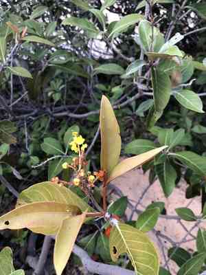 Maricao cimun(Byrsonima crassifolia)