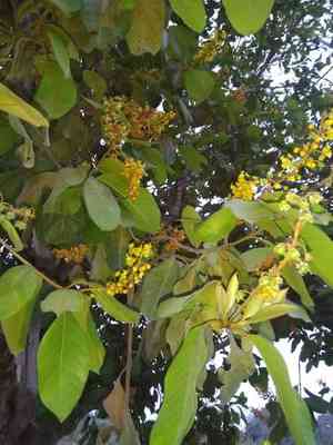 Maricao cimun(Byrsonima crassifolia)