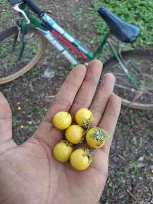 Maricao cimun(Byrsonima crassifolia)