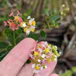 Long key locustberry(Byrsonima lucida)