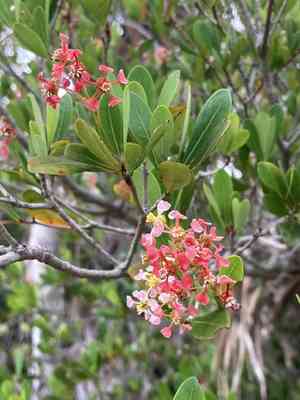Long key locustberry(Byrsonima lucida)