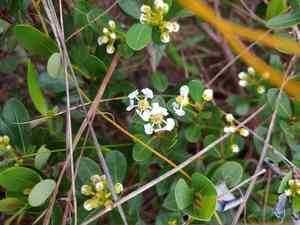 Long key locustberry(Byrsonima lucida)
