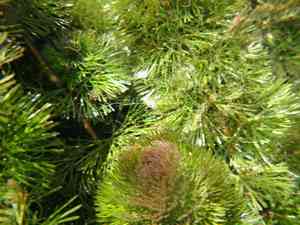 Carolina water-shield(Cabomba caroliniana)