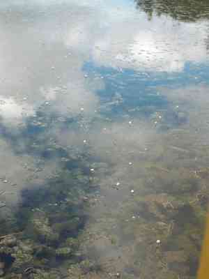 Carolina water-shield(Cabomba caroliniana)