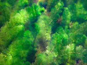 Carolina water-shield(Cabomba caroliniana)