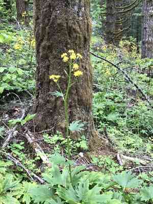 Cacaliopsis nardosmia(Cacaliopsis nardosmia)