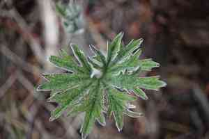 Cacaliopsis nardosmia(Cacaliopsis nardosmia)