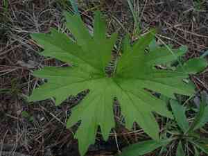 Cacaliopsis nardosmia(Cacaliopsis nardosmia)