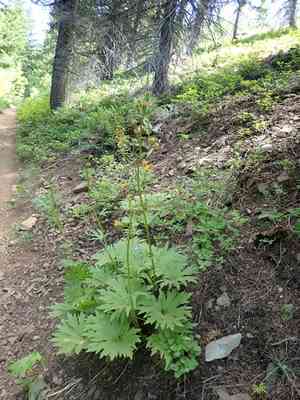 Cacaliopsis nardosmia(Cacaliopsis nardosmia)