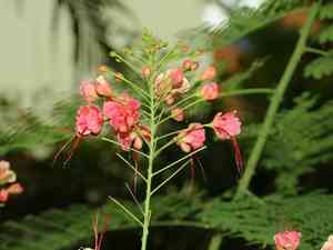 Peacock flower(Caesalpinia pulcherrima)