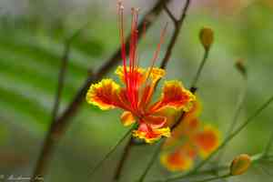 Peacock flower(Caesalpinia pulcherrima)