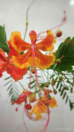 Peacock flower(Caesalpinia pulcherrima)