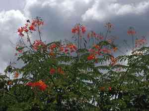 Peacock flower(Caesalpinia pulcherrima)